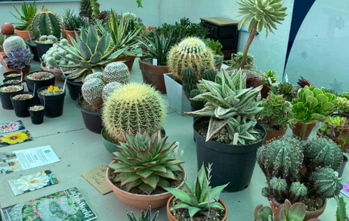 Cactus and Succulent Day